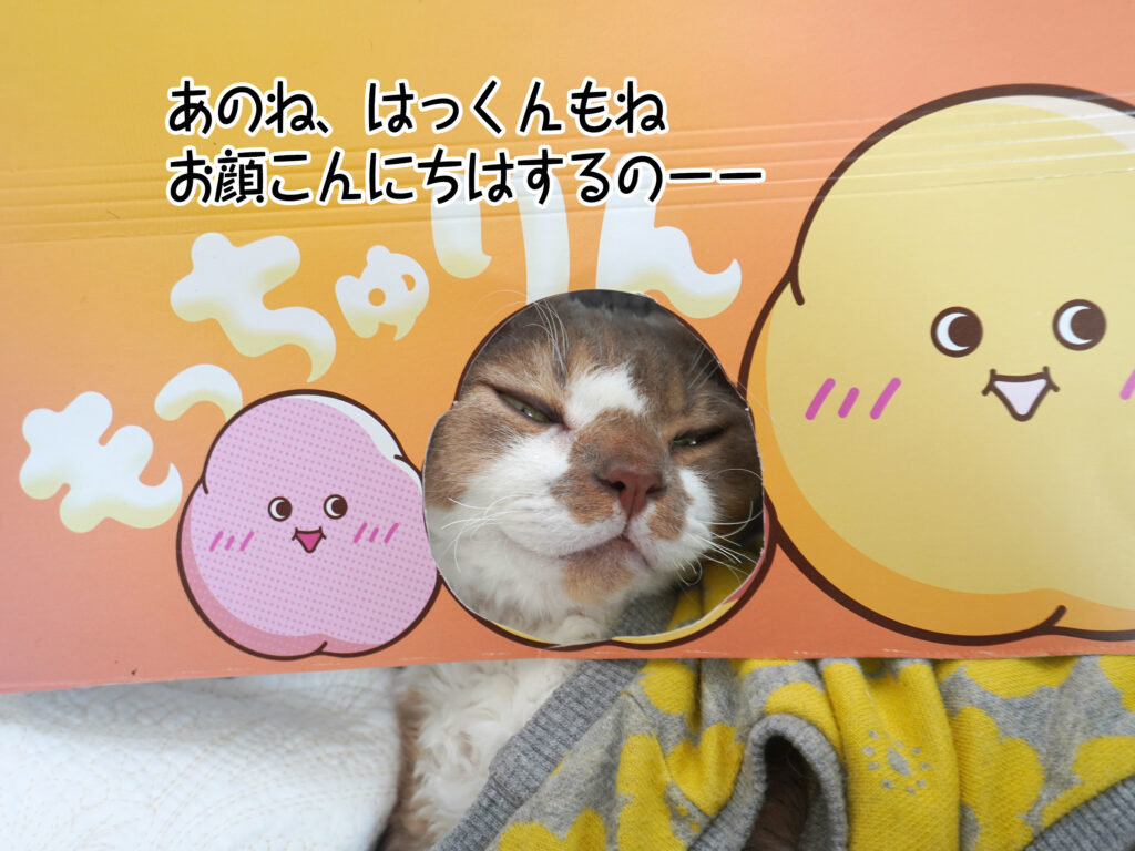 あのね、はっくんもねお顔こんにちはするのーー