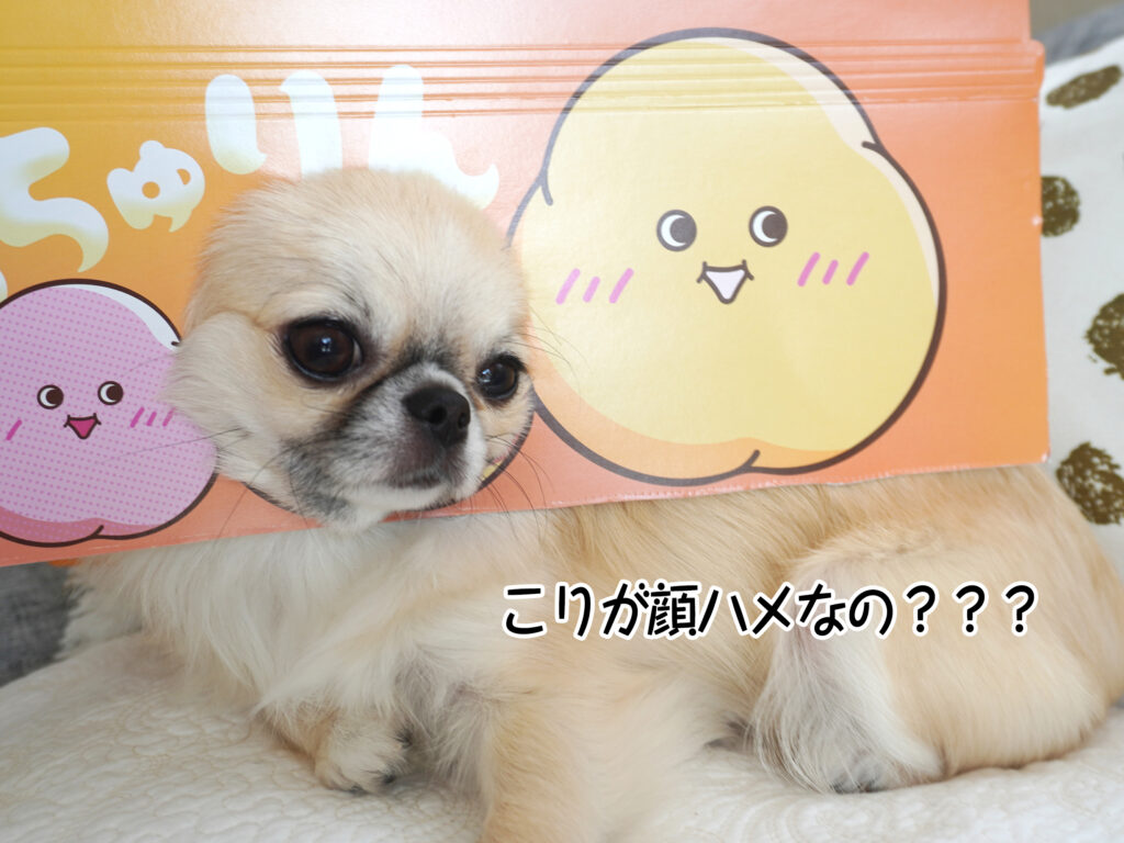 こりが顔ハメなの？？？