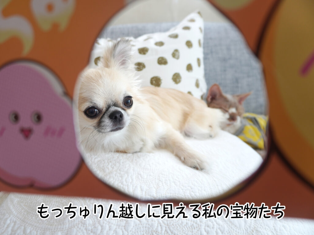 もっちゅりん越しに見える私の宝物たち