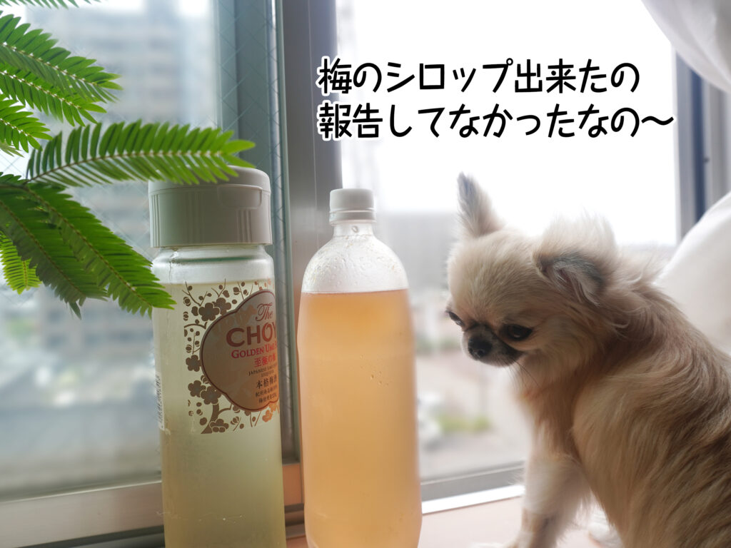 梅のシロップ出来たの 報告してなかったなの～