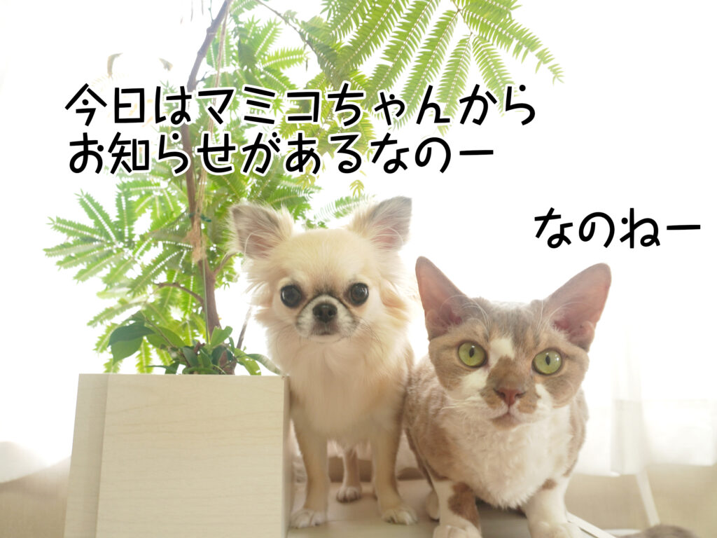 今日はマミコちゃんからお知らせがあるなのー