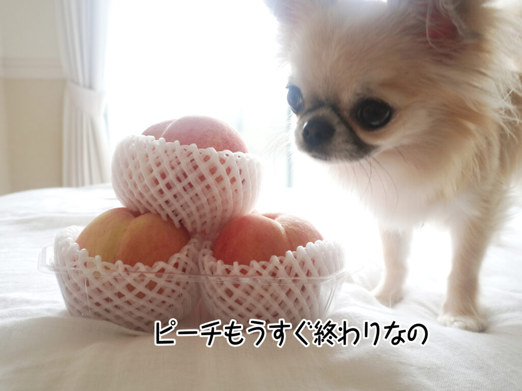 ピーチもうすぐ終わりなの