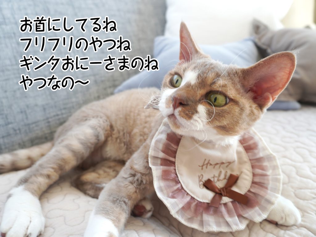お首にしてるねフリフリのやつねギンタおにーさまのねやつなの~