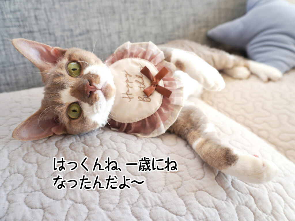 はっくんね、一歳にね なったんだよ~