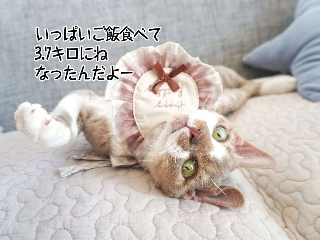 いっぱいご飯食べて3.7キロにねなったんだよー