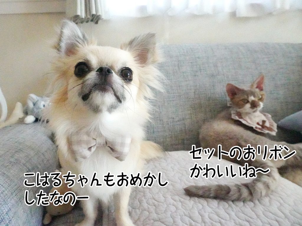 こはるちゃんもおめかししたなのー