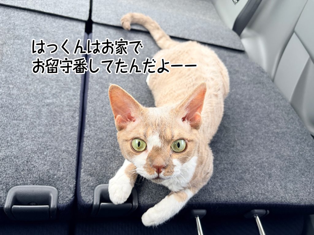 はっくんはお家でお留守番してたんだよーー