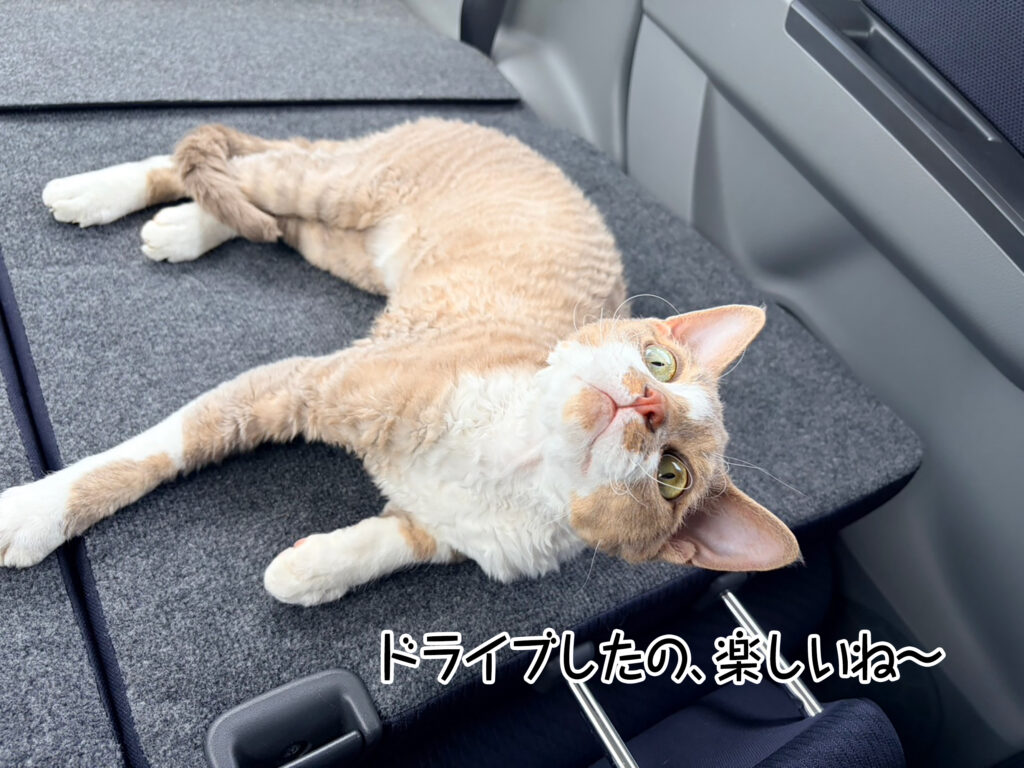 ドライブしたの、楽しいね～