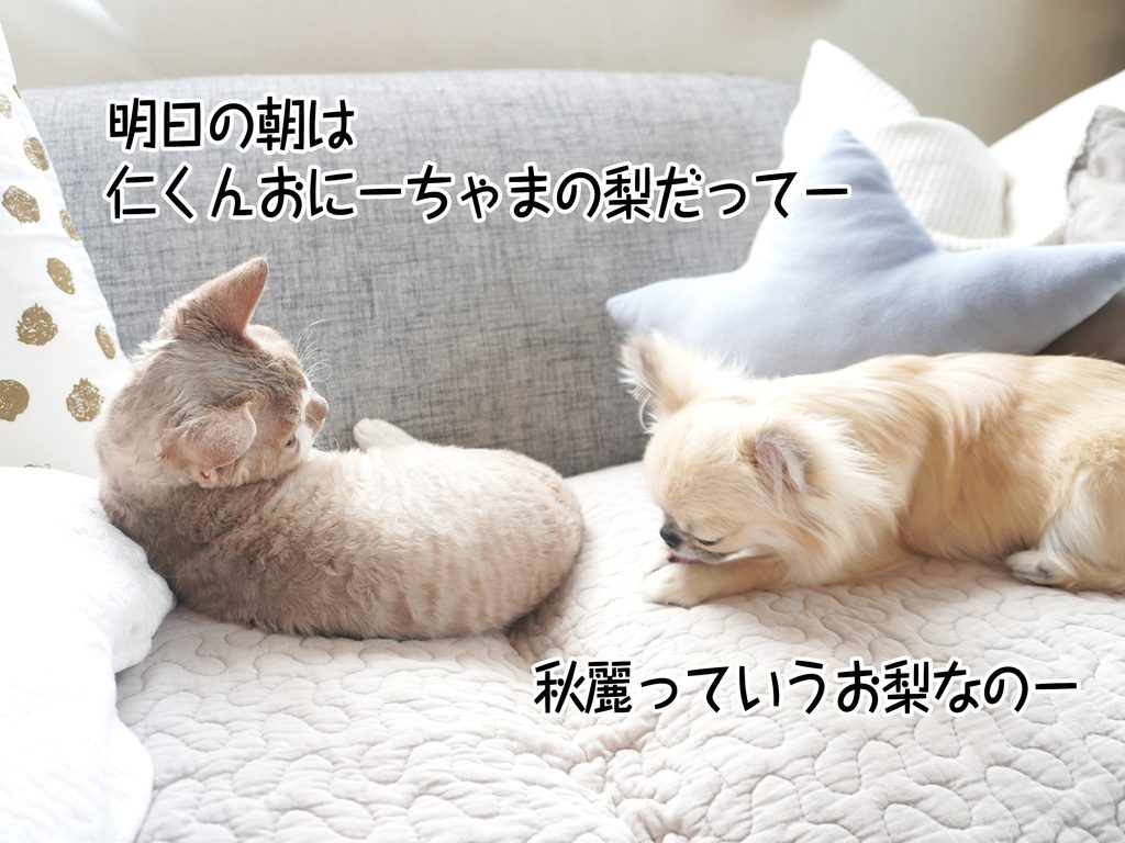 明日の朝は仁くんおにーちゃまの梨だってー