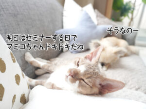 明日はセミナーする日で マミコちゃんドキドキだねぇ