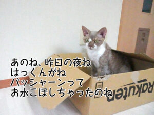 あのね、昨日の夜ね はっくんがね バッシャーンって お水こぼしちゃったのね