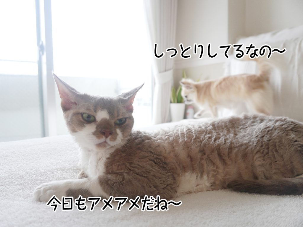 今日もアメアメだね～しっとりしてるなの～