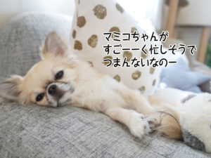 マミコちゃんが すごーーく忙しそうで つまんないなのー