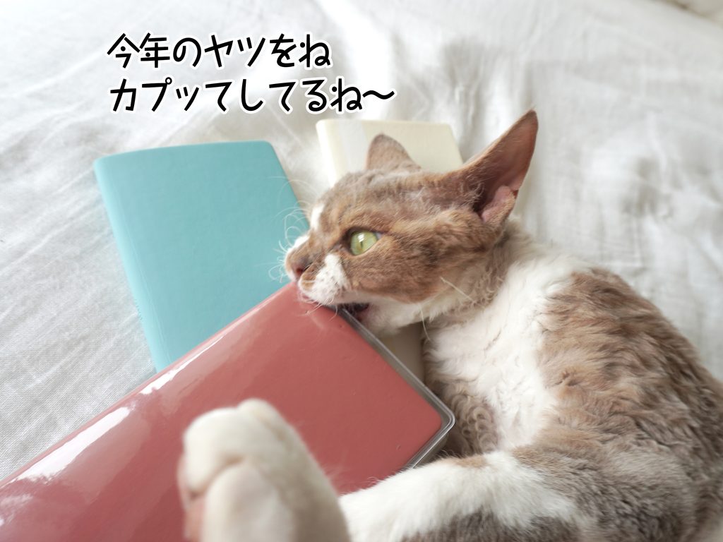 今年のヤツをねカプッてしてるね~