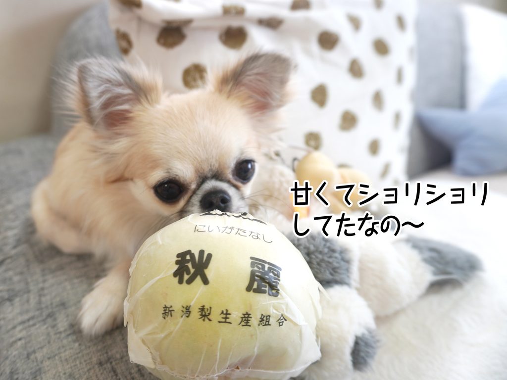甘くてショリショリしてたなの～