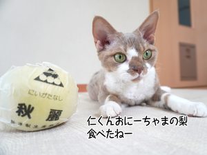 仁くんおにーちゃまの梨 食べたねー