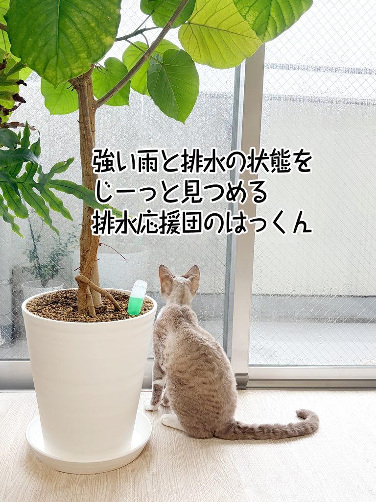強い雨と排水の状態をじーっと見つめる排水応援団のはっくん
