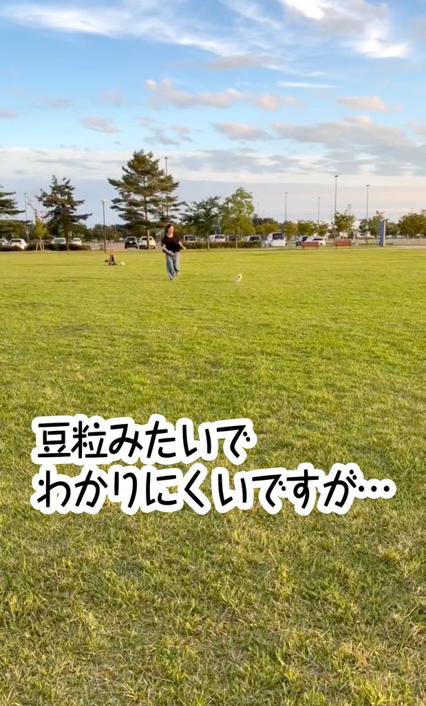 豆粒みたいでわかりにくいですが…