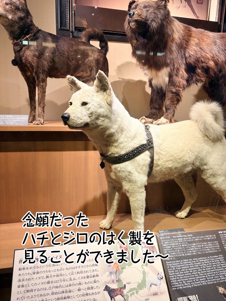 念願だったハチとジロのはく製を見ることができました～