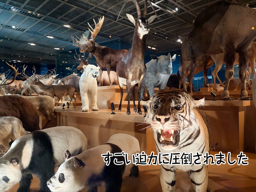 すごい迫力に圧倒されました