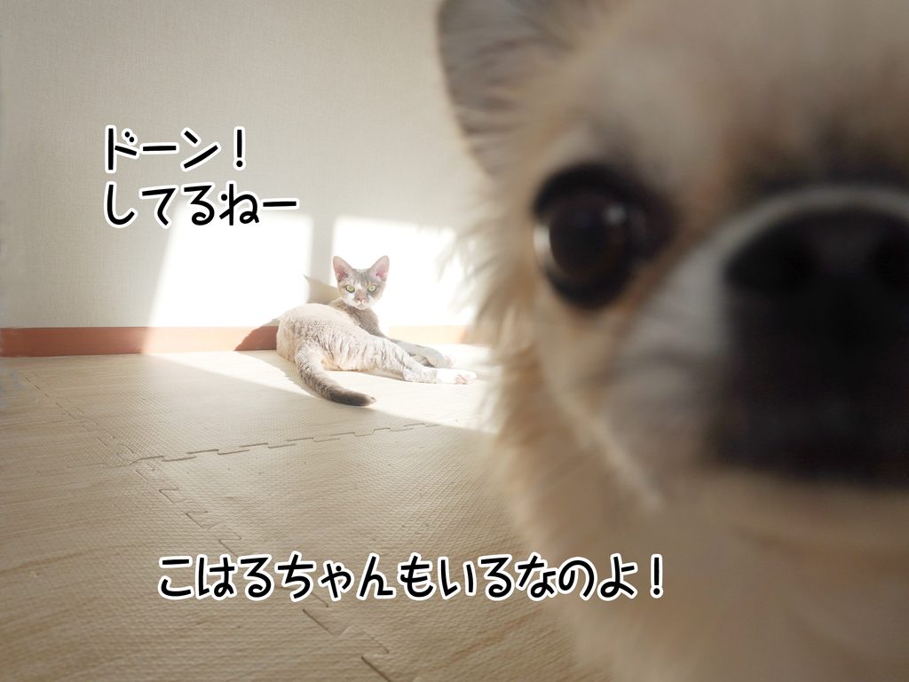 こはるちゃんもいるなのよ!