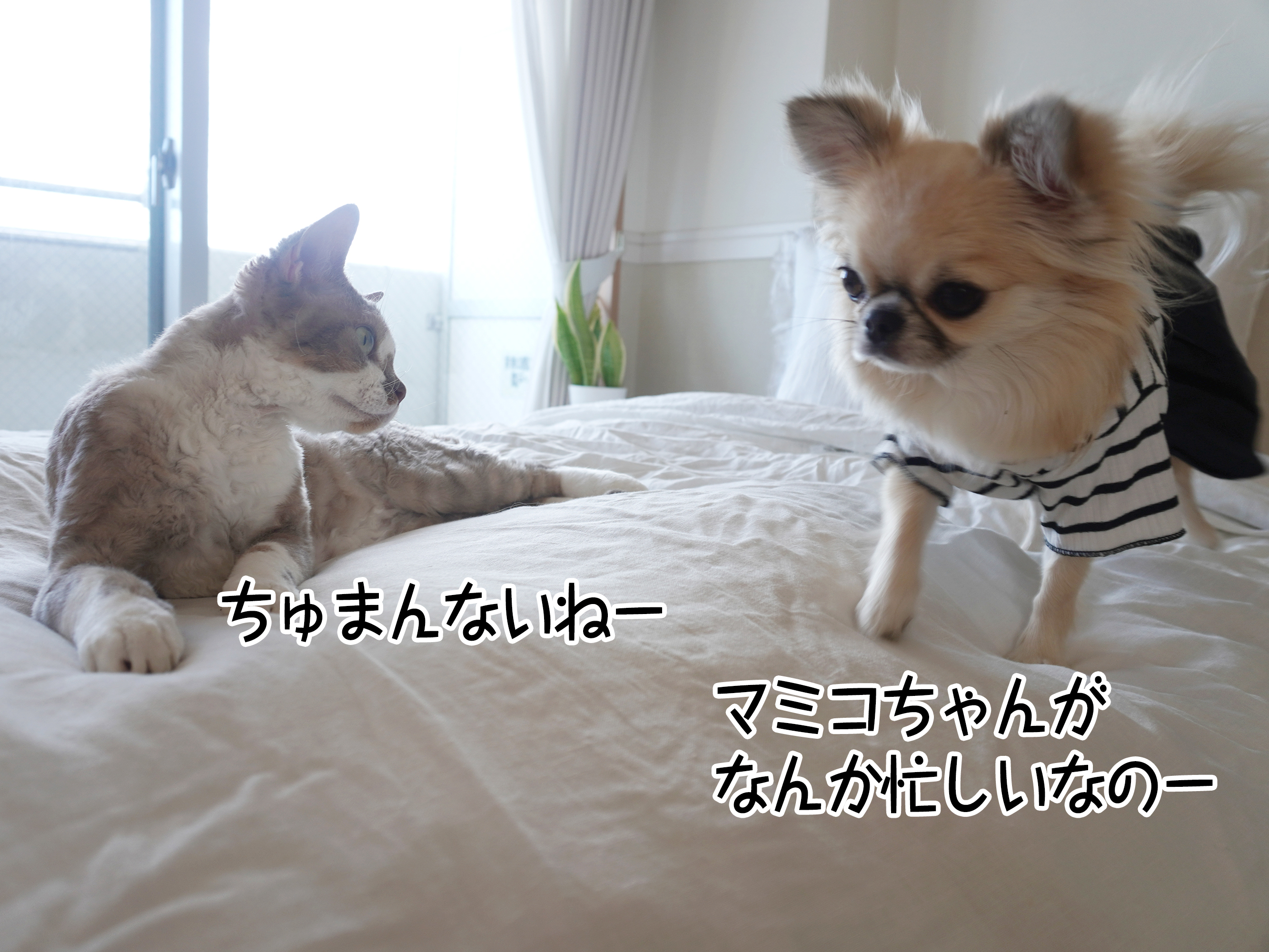 マミコちゃんがなんか忙しいなのー
