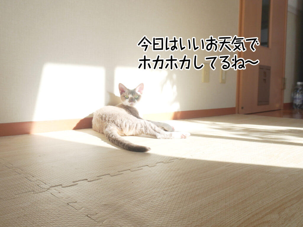 今日はいいお天気で ホカホカしてるね~
