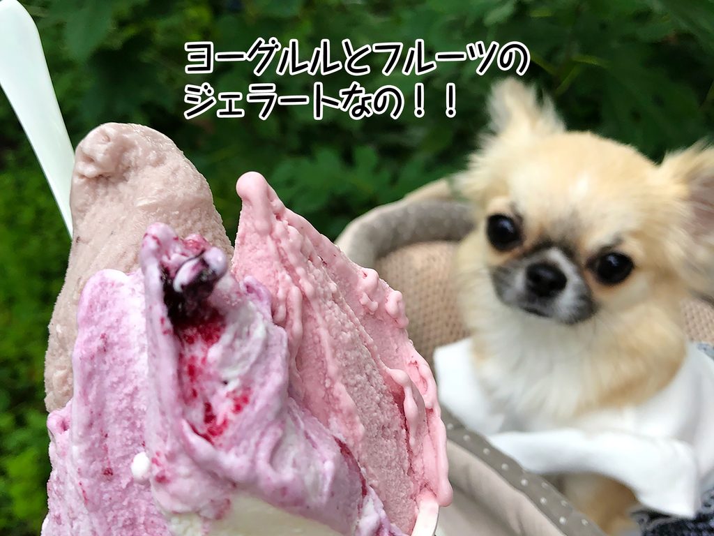 ヨーグルルとフルーツのジェラートなの！！