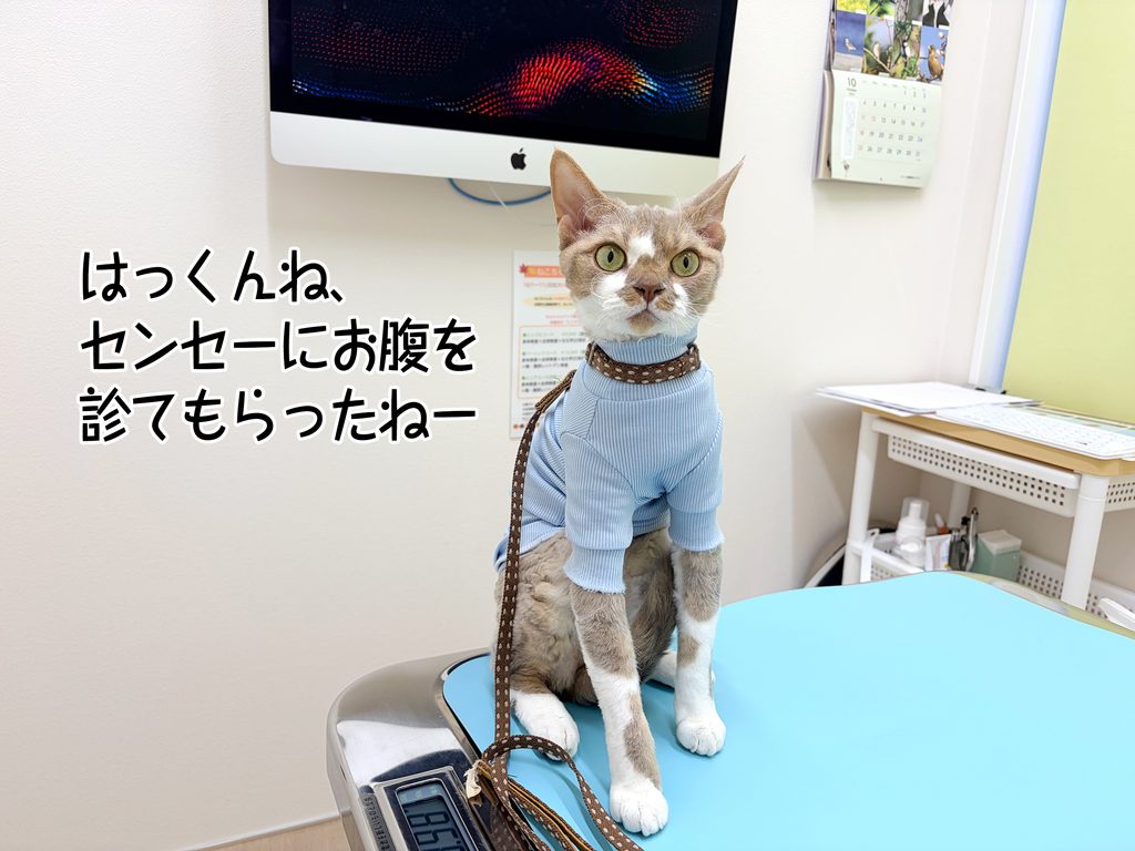 はっくんね、センセーにお腹を診てもらったねー