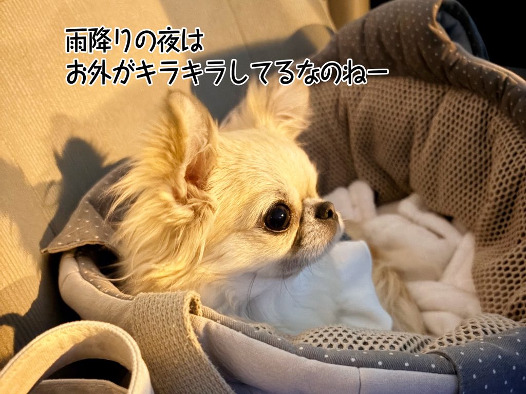 雨降りの夜はお外がキラキラしてるなのねー